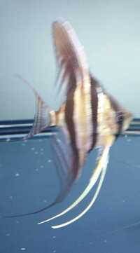 2 x Altum Angelfish Wild