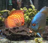 4 DISCUS for sale 4 - 5 inches