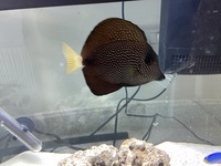 4 Marine fish for sale