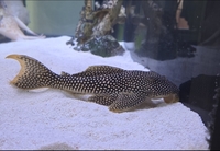 Wild Caught L014 Sunshine Pleco