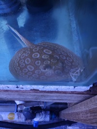 Albino Pearl Stingrays