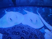 Albino Pearl Stingrays