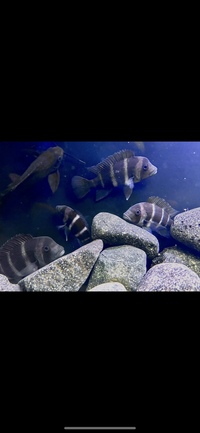 Frontosa great quality for sale