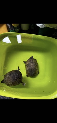 Two turtles