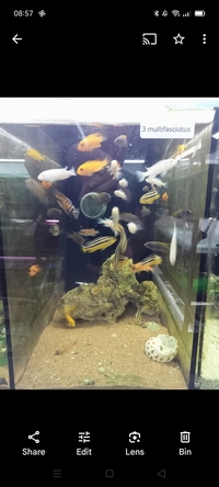 Young malawi cichlids available