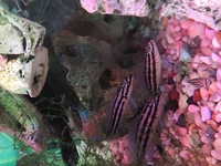 Malawi Cichlids Black and White striped £5 for 4