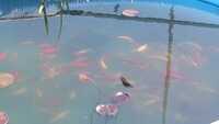 4-6" goldfish for sale