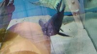 2 Featherfin Catfish For Sale