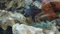 2 Featherfin Catfish For Sale