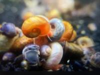 Pond Snails & Tropical Snails