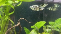 Freshwater Archerfish