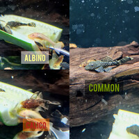 Bristlenose plecos 4-6cm+ albinos, common, calico