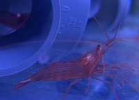 UK BRED AIPTASIA EATING PEPPERMINT SHRIMP