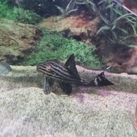 Royal Pleco
