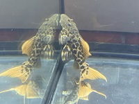 L273 Titanic Pleco £120 ono
