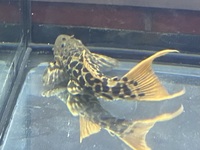 L273 Titanic Pleco £120 ono