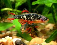 10x Galaxy Rasbora, Celestial Pearl Danio £20