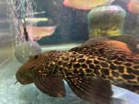 L273 LARGE TITANIC PLECO 30-35 CMS