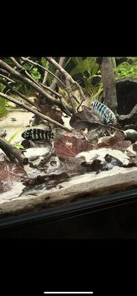 Breeding pair of Nannacara Adoketa for sale