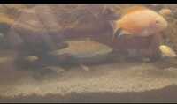 Young Cichlids - FREE