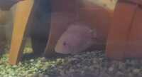 Young Cichlids - FREE