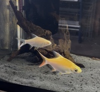 1x albino tinfoil 3inches & 1x golden tinfoil 4inch.
