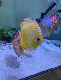 Discus : need to go this weekend : reduced