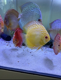 Discus : need to go this weekend : reduced