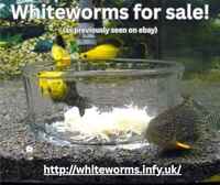 WHITEWORM BREEDING KITS - AS PREVIOUSLY SEEN ON EBAY