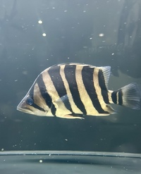 Datnoids for sale