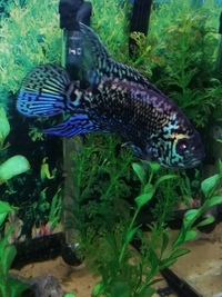 Gold cobra snakehead, electric blue Jack dempsey and pink oscar.