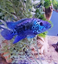 Gold cobra snakehead, electric blue Jack dempsey and pink oscar.