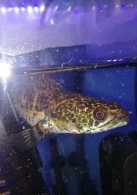 Gold cobra snakehead, electric blue Jack dempsey and pink oscar.