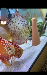 Discus : need to go this weekend : reduced