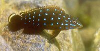 WANTED: Goby Cichlids