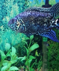 Electric blue Jack dempsey and pink oscar & Gold cobra snakehead.