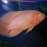 Electric blue Jack dempsey and pink oscar & Gold cobra snakehead.