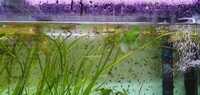 Guppies various colours