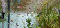 Guppies various colours