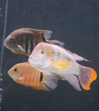 South American chiclids