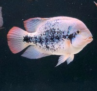 South American chiclids