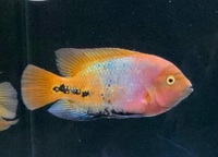 South American chiclids