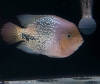 South American chiclids