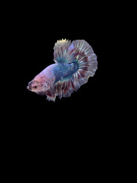 White seam male betta siamese fighters