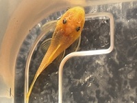 Stunning blue eye lemon bristlenos plecos 3cm-4cm