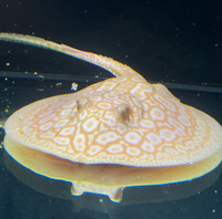 Golden Base Albino X Albino Pearl Female Stingray Pup