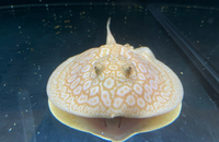 Golden Base Albino X Albino Pearl Female Stingray Pup