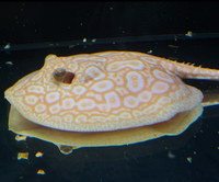 Golden Base Albino X Albino Pearl Female Stingray Pup