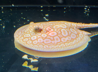 Golden Base Albino X Albino Pearl Female Stingray Pup