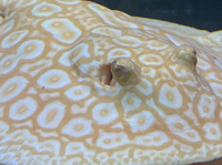 Golden Base Albino X Albino Pearl Female Stingray Pup